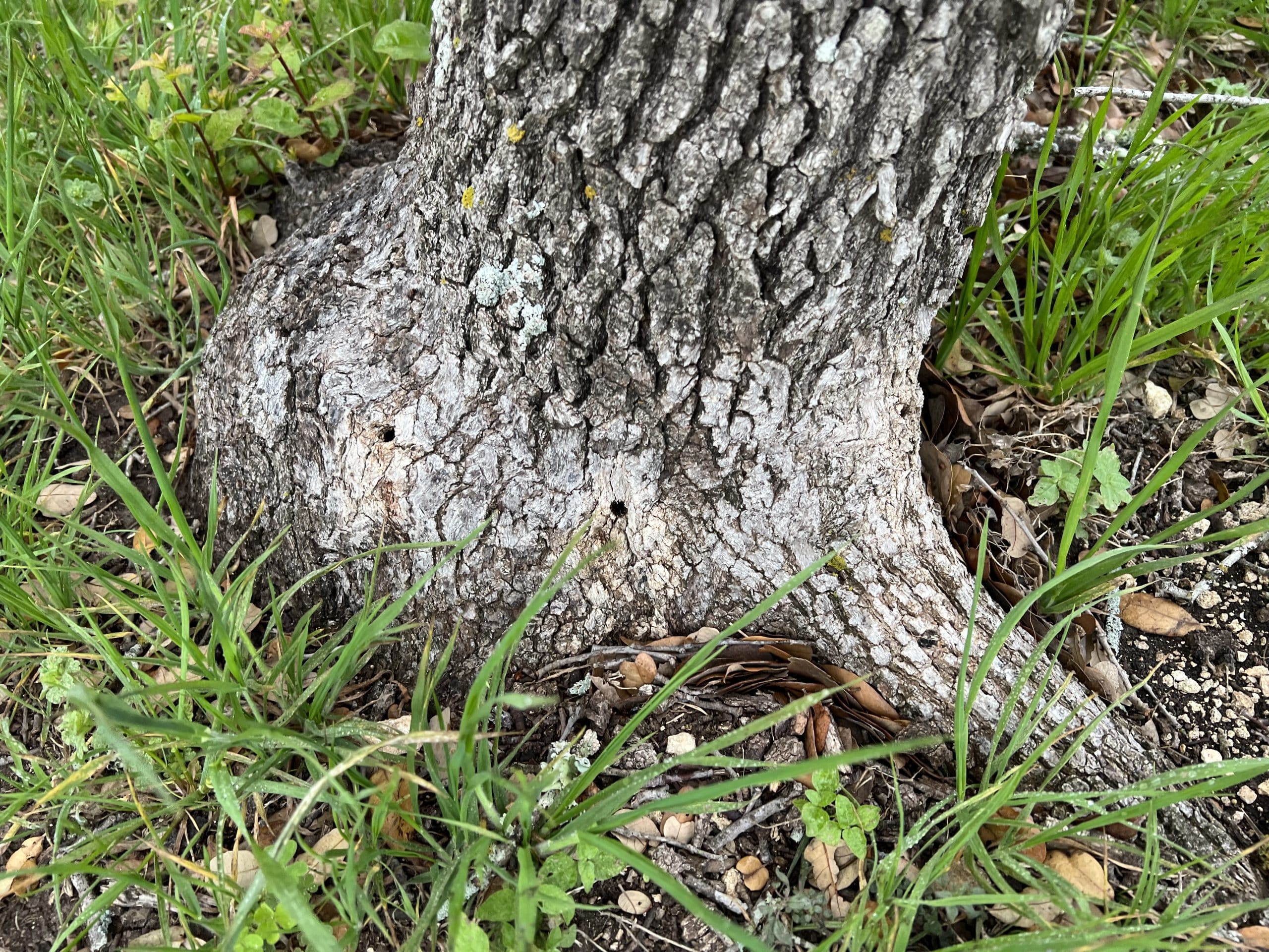 John Walters Certified Arborist