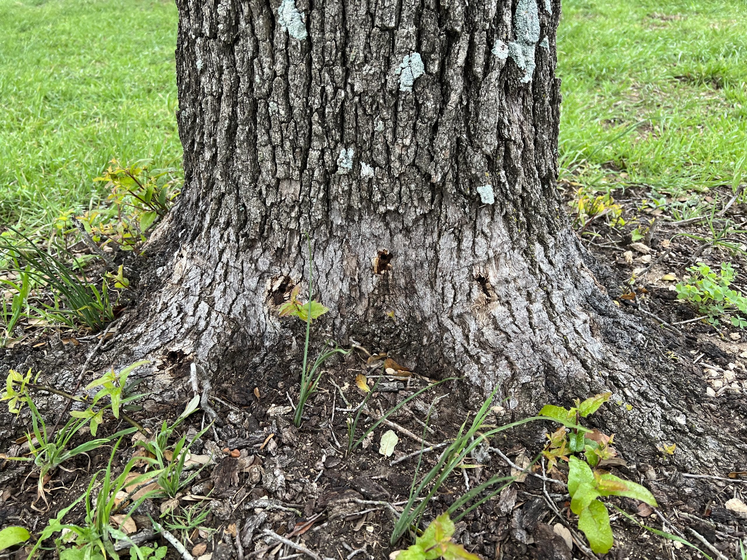 John Walters Certified Arborist