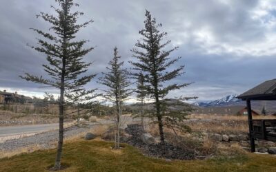 Water Is the Biggest Problem Trees Face in Park City
