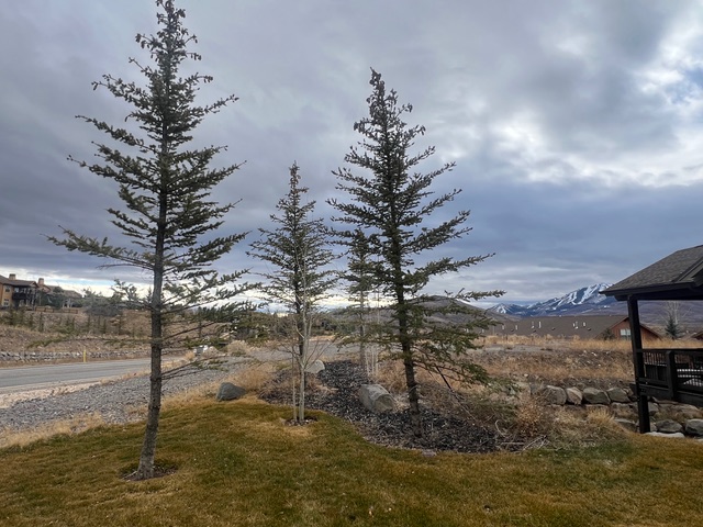 Water Is the Biggest Problem Trees Face in Park City